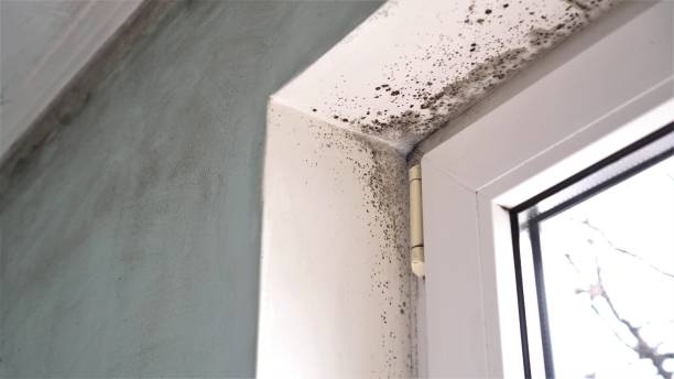 Mold Removal for HVAC Installations in Masontown, PA