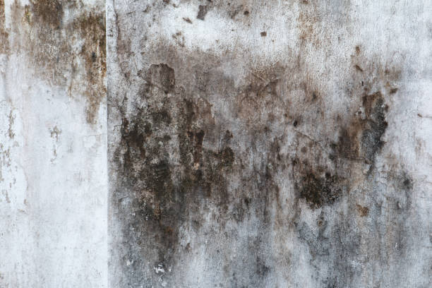 Best Water Damage & Mold Remediation  in Masontown, PA