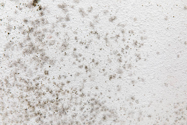 Mold Remediation for Rental Properties in Masontown, PA