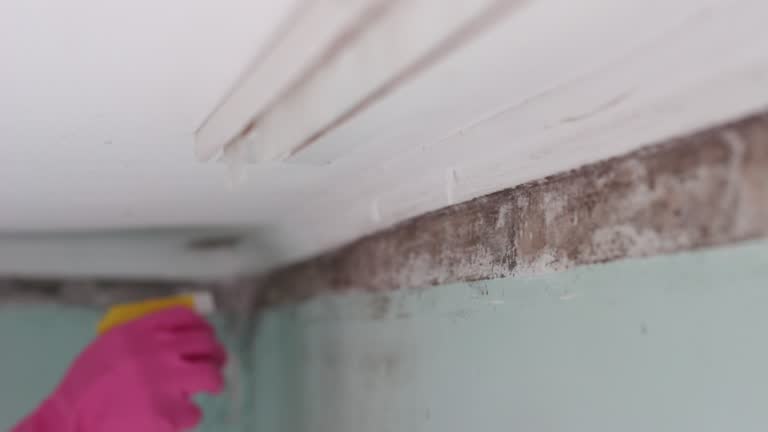 Trusted Masontown, PA Mold Removal Experts